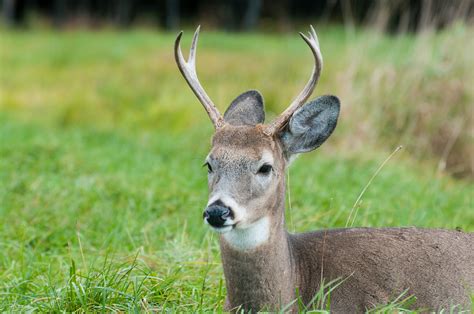 Free Stock Photo Of Antlers Canada Deer