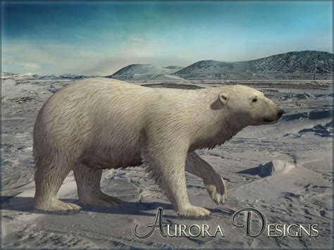Polar Bear Aurora Designs Zt2 Download Library Wiki Fandom