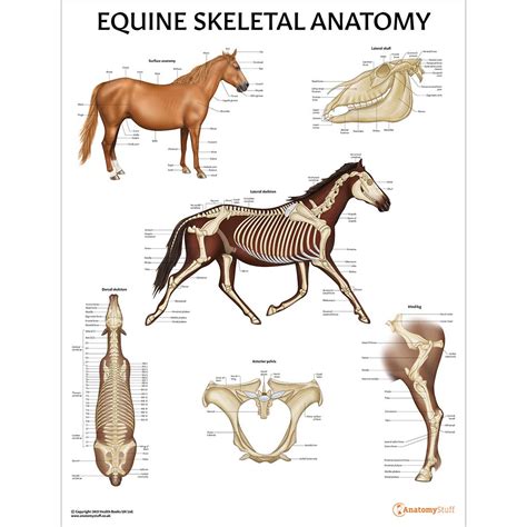 Equine Skeletal Anatomy Poster Horse Skull Bones Chart