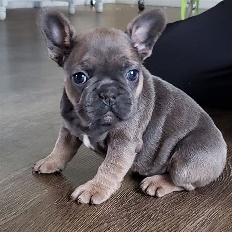 The pups are raised in a loving home and are already well sociali.read more. French Bulldog Puppies For Sale | Township of Greenwood ...