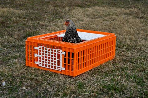 Transport Crate Cage For Poultry Chickens 2 Doors Orange My Favorite Chicken