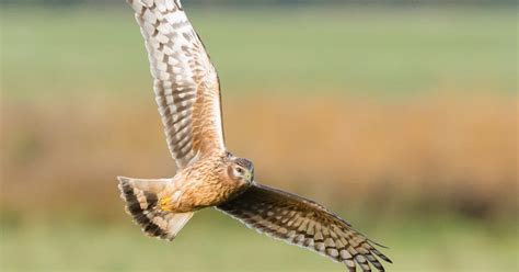 All Five Brood Management Hen Harriers Are Missing Birdguides
