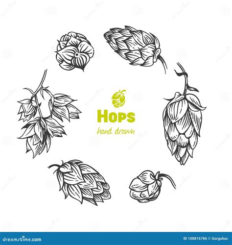 Hops Hand Drawn Illustration Stock Vector Illustration Of Isolated