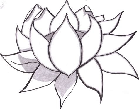 Pics For Lotus Flower Line Drawing Easy Flower Drawings Pencil