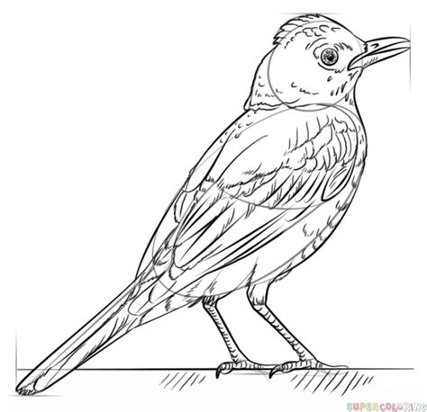How To Draw A Robin Bird Step By Step Drawing Tutorials