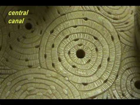 Bone Model - Osteon - YouTube