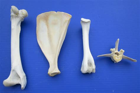 4 Whitetail Deer Bones For Sale From Legs Vertebrae Shoulder Blad