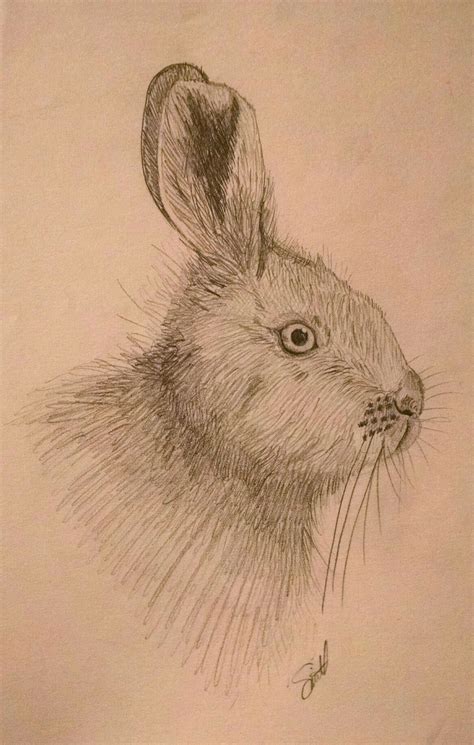 Snowshoe Hare In Pencil