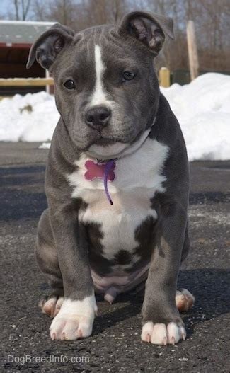 Ready to leave now injection ,wormer& healthcheck all done weight at 7.1kg abkc father hi we have 9 amazing xl bully pups for sale, 6 males and 3 females all will be abkc registered with papers vaccinated chipped wormed and flead up. American Bully Dog Breed Information and Pictures