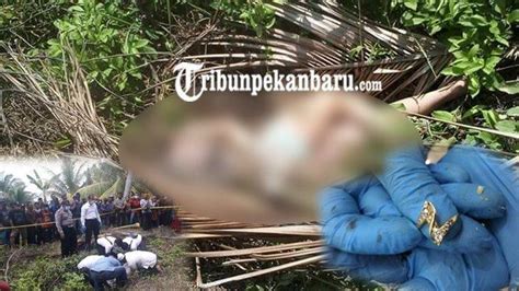 Kasus Mutilasi Di Riau Ditemukan Mayat Perempuan Tanpa Kepala Diduga
