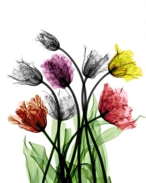 Free Free X Ray Flower Svg 798 SVG PNG EPS DXF File