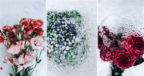 Photographer Lisa Sordini Captured These Beautiful Photos Of Flowers