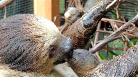 Zoo Welcomes Baby Sloth