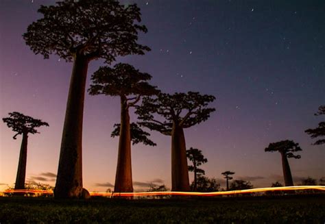 1 Of 7 Photo Friday Baobabs At Night In Madagascar