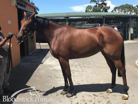 Bloodstock Listing Sold Bobs 2yo Sydney Metro Trained Filly By