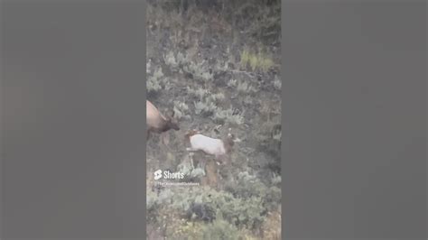 Rare Piebald Cow Elk Caught On Film Elk Hunting Archery Youtube