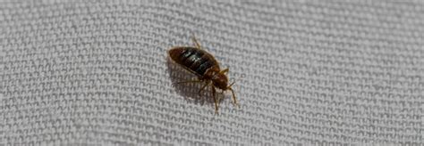Bed Bugs Control And Removal One Hour Pest Control Brisbane