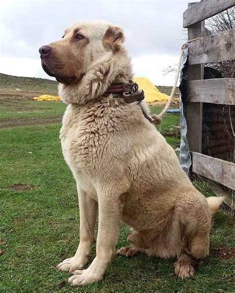 Kangal dog's not real fight. Looking for wolves👀🐺 . . Breed Turkish Kangal . . . . # ...