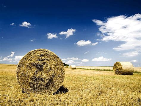 Haystacks In Autumn Field Blue Sky Autumn Nature Fields Haystacks