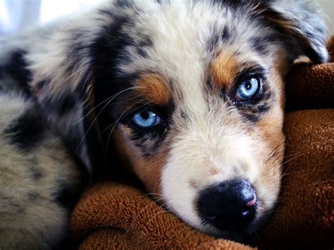 Australian Shepherd Puppy - Doglers