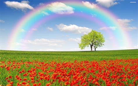 Rainbow On A Poppy Field Wallpaper Field Wallpaper Rainbow