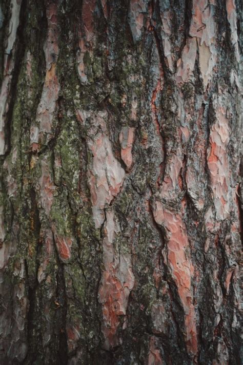 Tree Bark Texture Hd Background Cbeditz