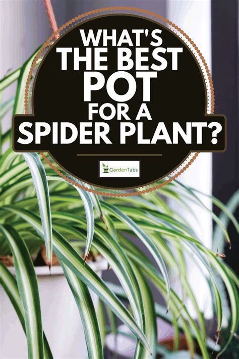 What S The Best Pot For A Spider Plant