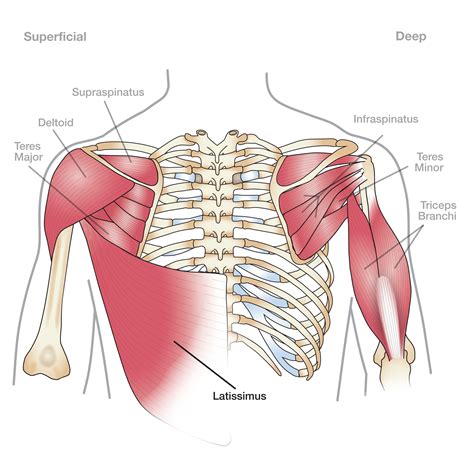 On the anterior side of the shoulder, the coracobrachialis, serratus anterior, pectoralis major, and pectoralis minor muscles work as a group to flex and adduct the scapula and humerus anteriorly toward the sternum. Shoulder Muscles Anatomy Diagram (With images) | Shoulder ...