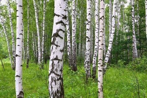 Beautiful Birch Trees At The Edge Of The Forest Stock Image Image Of