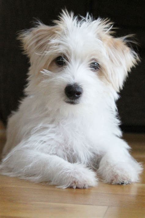 18 Adorable Mixed Breed Dogs Youll Fall In Love With Terrier Mix