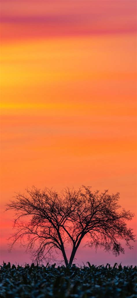 Sunrise Phone Wallpaper 1080x2340 054