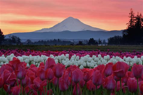 Mount Hood Sunrise With Tulips Photograph By Mark Whitt