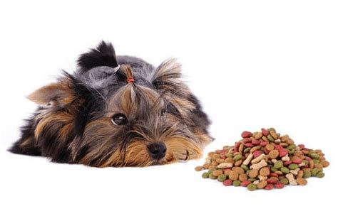 The best food for yorkies will be a nutritionally balanced mix of wholesome protein, healthy fat, and carbohydrates to cater to the needs of this miniature breed. Best Dog Food for Yorkies Puppy - PawPractice.com