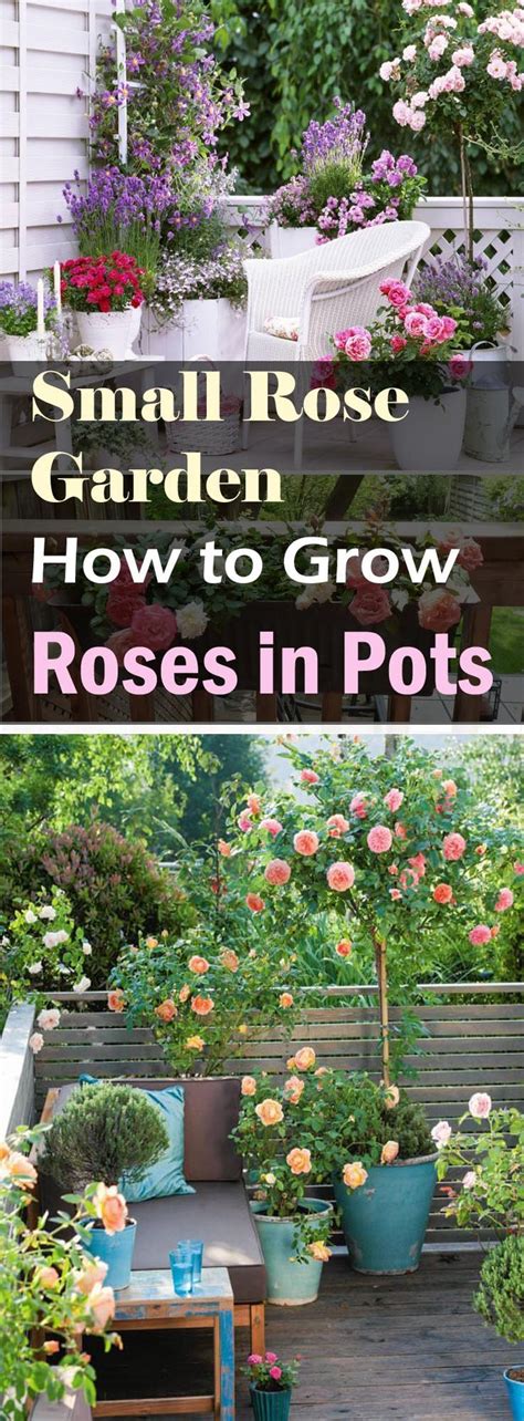 How To Make Small Rose Garden In Containers Garden Containers Patio