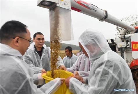 Born september 7, 1930) is a chinese agronomist, known for developing the first hybrid rice varieties in the 1970s. Third-generation hybrid rice achieves high yield - China News - SINA English