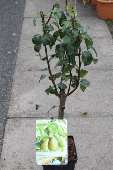 Ultra dwarf patio fruit trees. Dwarf Patio Fruit Tree- Pear- Variety 'Beurre Hardy ...