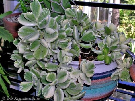 Rotundifolia, cotyledon elata, cotyledon orbiculata var. PlantFiles Pictures: Cotyledon Species, Variegated Cub's ...