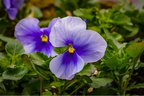 Violet Flower Meaning And Symbolism Ultimate Guide Florgeous