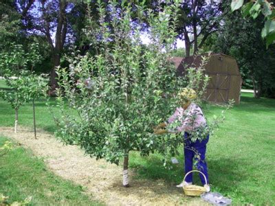 Some yrs a beautiful i just discovered one in my backyard in north texas. growing apples, pears, and Asian pears backyard gardening ...