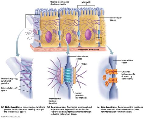 Cell Membrane Is Made Up Of Molecules