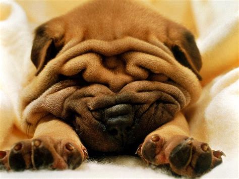 12 Dogs Who Make Wrinkles Look Good