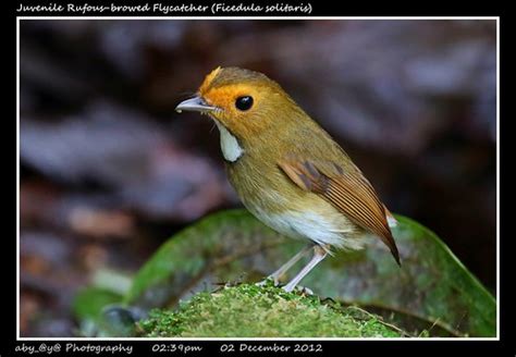 Juvenile Rufous Browed Flycatcher Anthipes Solitaris 棕眉姬 Flickr