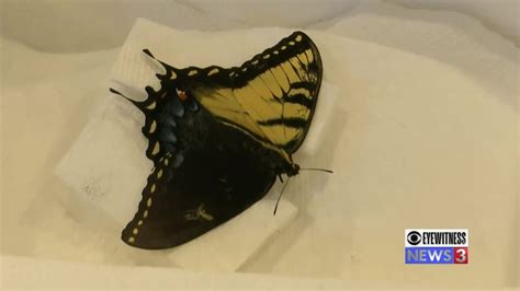 Incredibly Rare Dual Sex Butterfly Found At Pingree Butterfly Haven Youtube