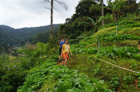 Malaisie Jour 5 Cameron Highlands Plantations De Thé Et Jungle Trek