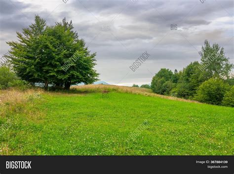 Tree On Grassy Meadow Image And Photo Free Trial Bigstock
