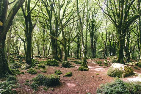 GALWAY'S MOST BEAUTIFUL WOODLAND WALKS - This is Galway