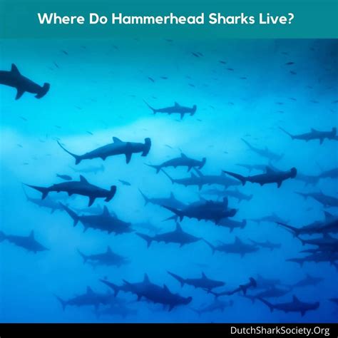 17 Surprising Hammerhead Shark Facts And Some Faqs Dutch Shark Society