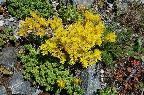 Spreading Stonecrop Okanagan Xeriscape Association