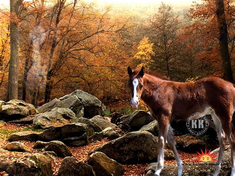 Free Animal Fall Wallpaper - WallpaperSafari