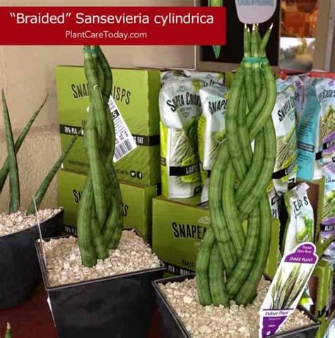 If the cactus is turning yellow from the top, the most common and likely reason would be sunburn. Sansevieria Viper's Bowstring Hemp Care: Snake Plant ...